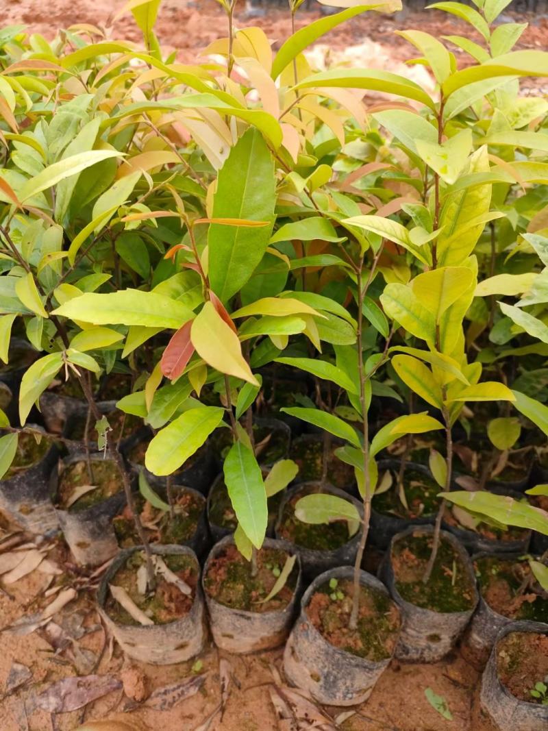 红椎造林苗木广东增城苗圃直接供应量大从优可视频产地看货