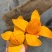 四川攀枝花芒果当地种植户兼代收代办一件代发（椰香芒）