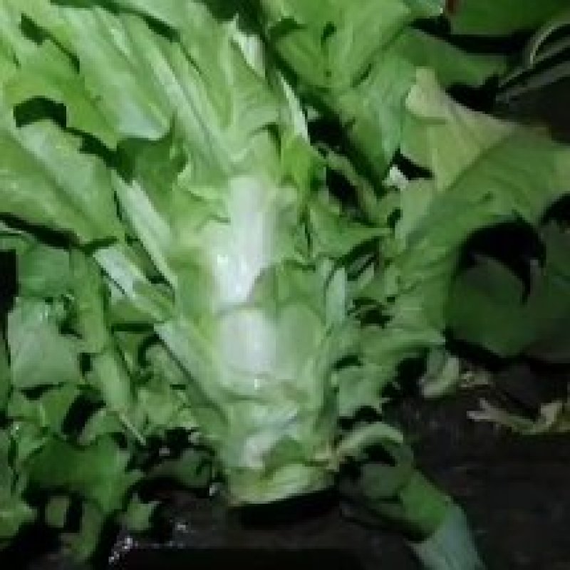三青莴苣