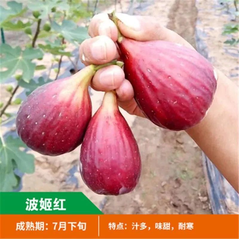 无花果树苗新品种特大波姬红地栽盆栽南方北方种植耐寒当年结