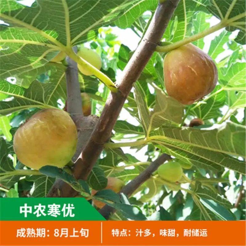 无花果树苗新品种特大波姬红地栽盆栽南方北方种植耐寒当年结