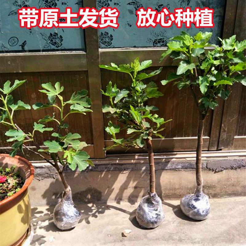 无花果树苗新品种特大波姬红地栽盆栽南方北方种植耐寒当年结
