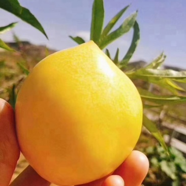 山东桃子油桃黄油桃大量上市现货，货源充足，全国发货，