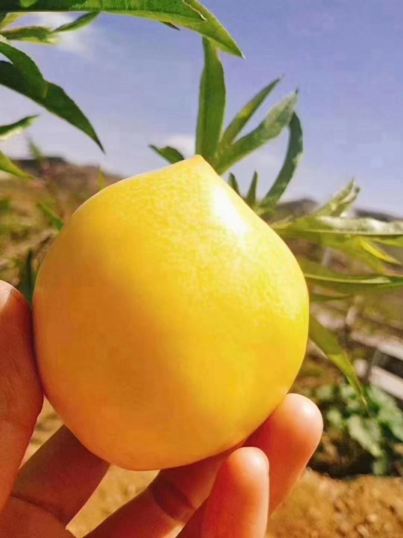 山东桃子油桃黄油桃大量上市现货，货源充足，全国发货，