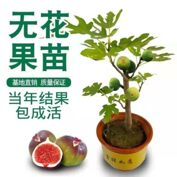 无花果树苗新品种特大波姬红地栽盆栽南方北方种植耐寒当年结