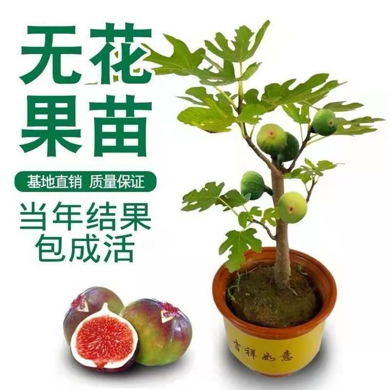 无花果树苗新品种特大波姬红地栽盆栽南方北方种植耐寒当年结