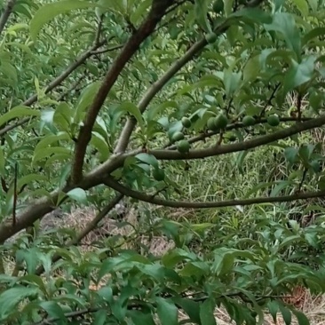 纯有机蜂糖李