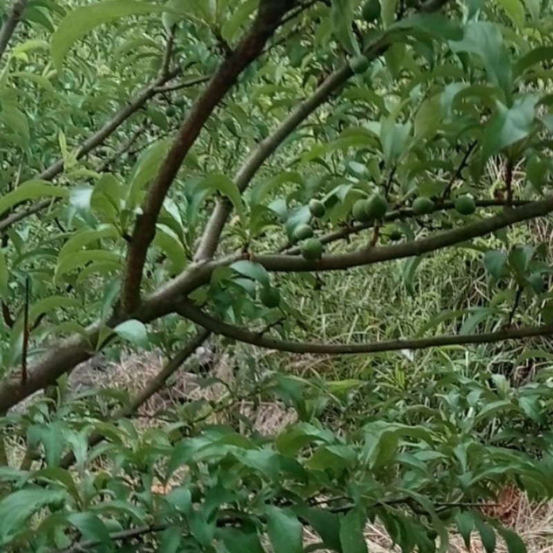 纯有机蜂糖李