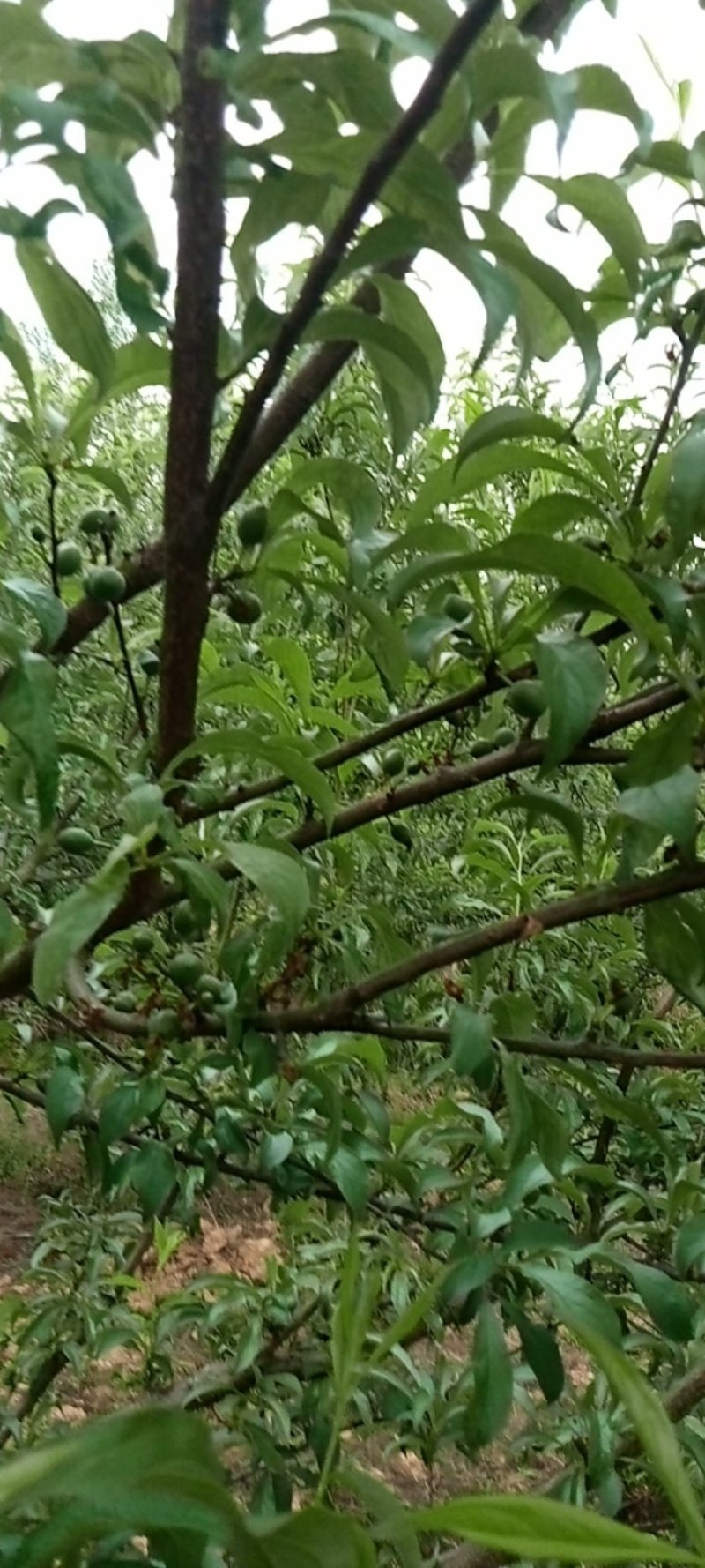 纯有机蜂糖李