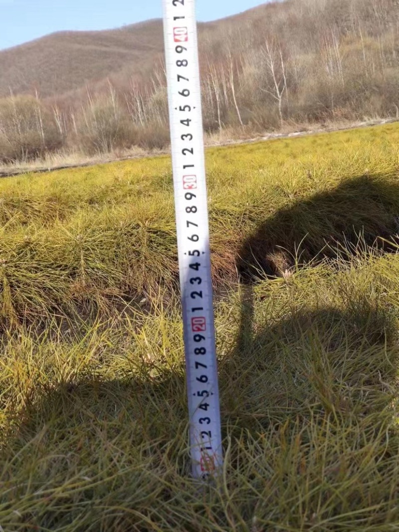松树苗樟子松云杉落叶松红松苗柳树苗