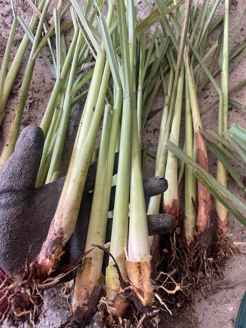 泰国柠檬香茅草优质种植苗冬阴功香料自家基地直发