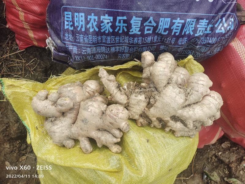 大黄姜，山东二号