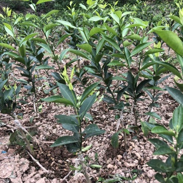 新会陈皮柑苗茶枝柑苗四会柑苗剥皮柑苗基地直供