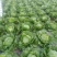 生菜球生菜新鲜圆西生菜沙拉菜汉堡蔬菜三明治食材