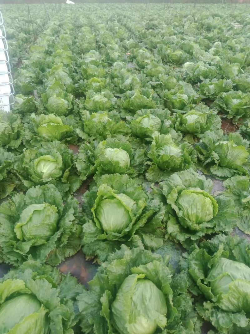 生菜球生菜新鲜圆西生菜沙拉菜汉堡蔬菜三明治食材