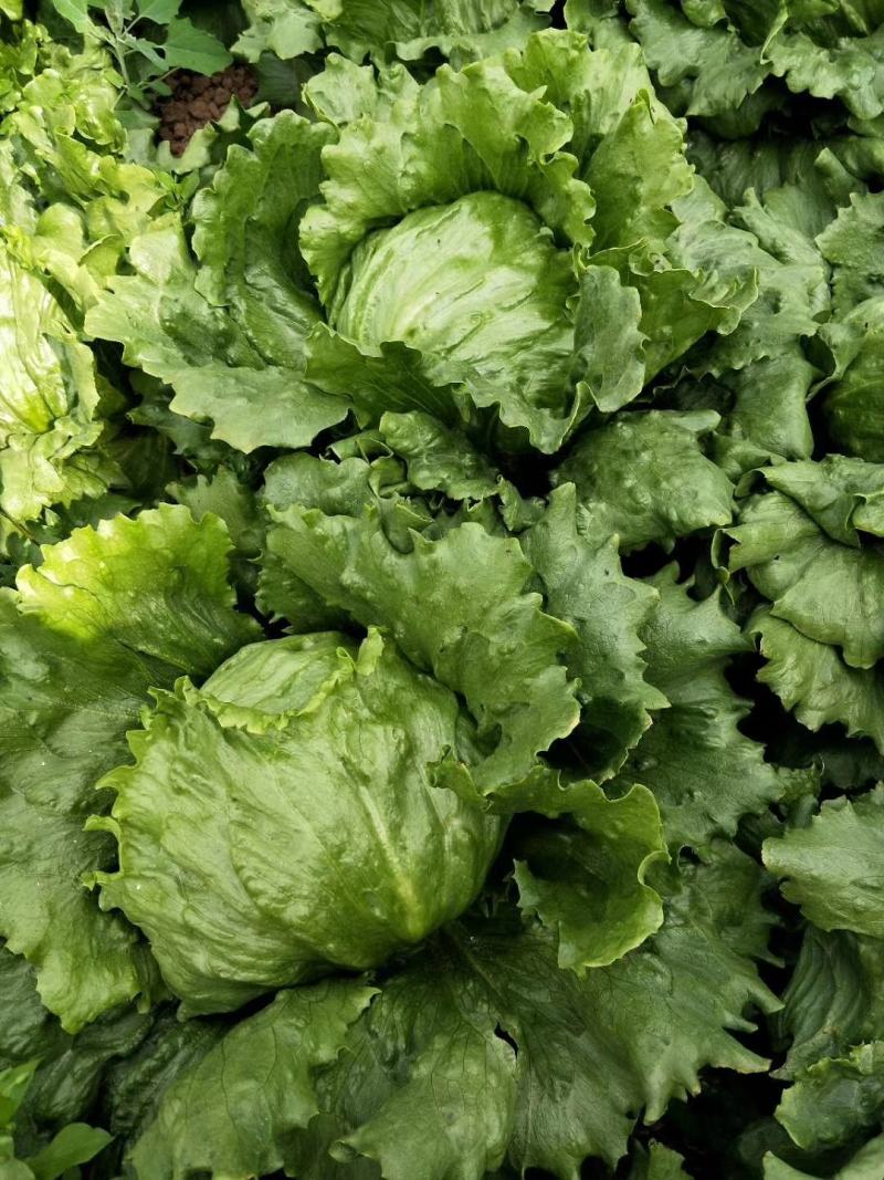 生菜球生菜新鲜圆西生菜沙拉菜汉堡蔬菜三明治食材