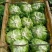生菜球生菜新鲜圆西生菜沙拉菜汉堡蔬菜三明治食材