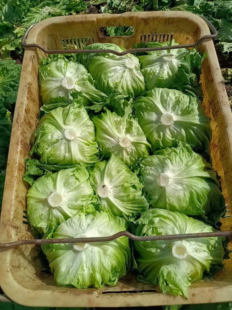 生菜球生菜新鲜圆西生菜沙拉菜汉堡蔬菜三明治食材