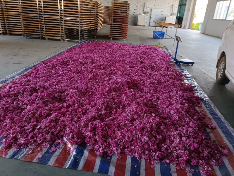 我们基地2022年新品食用玫瑰干花己上市，有意者请联系。