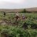 我们基地2022年新品食用玫瑰干花己上市，有意者请联系。