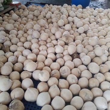 精品椰白，厂家直发，价格优