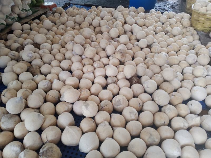 精品椰白，厂家直发，价格优