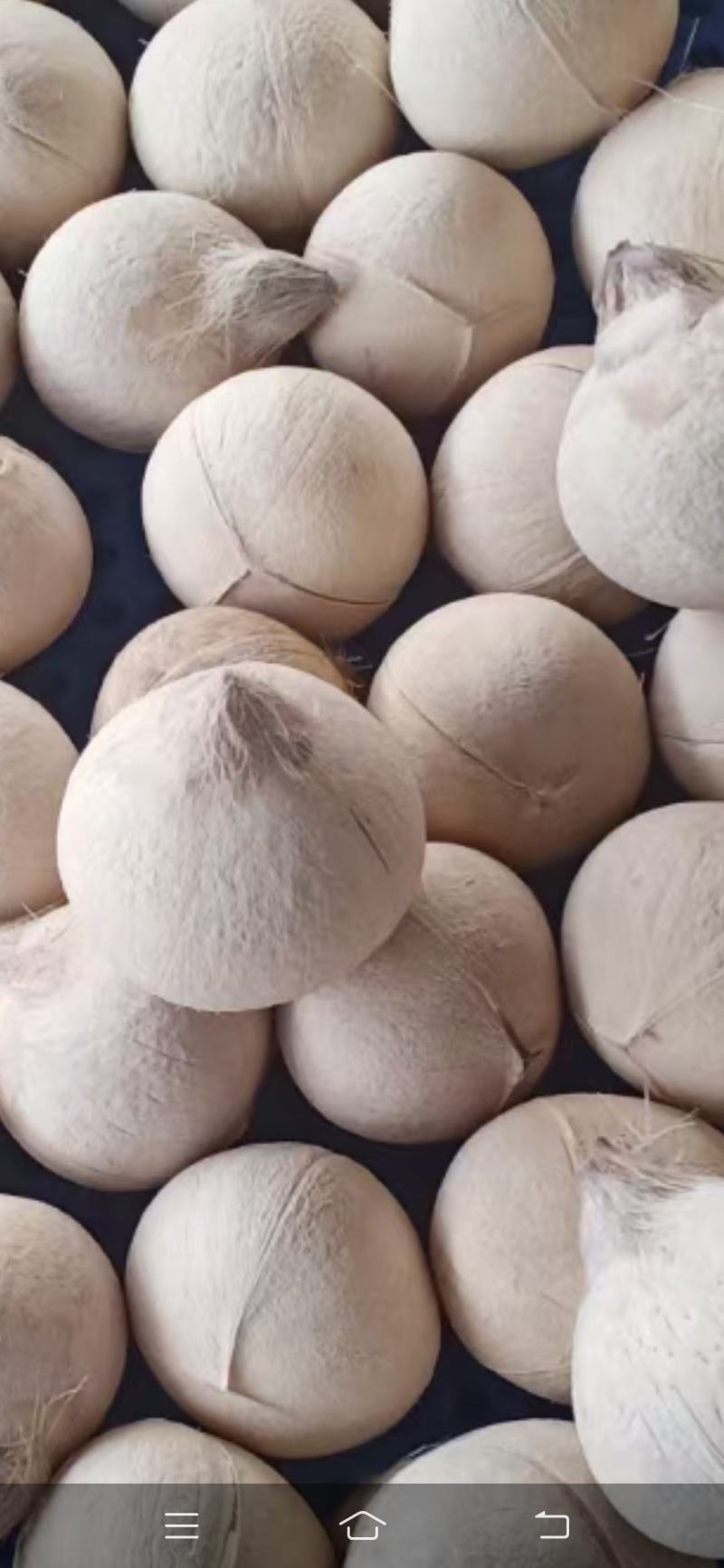 精品椰白，厂家直发，价格优