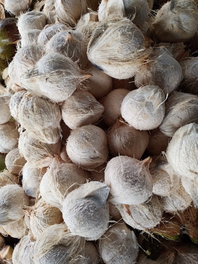 精品椰白，厂家直发，价格优
