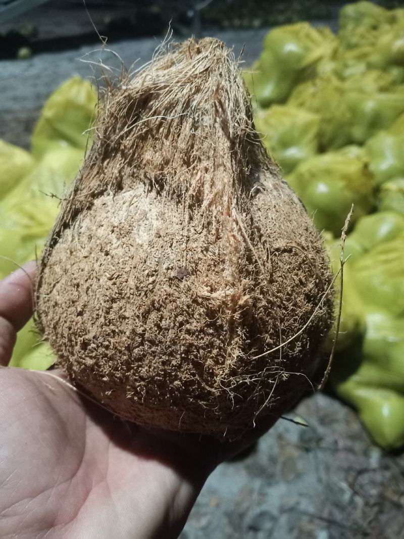 精品椰白，厂家直发，价格优