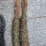 正宗带根部小叶野生鸡骨草，颜色好，非常漂亮，香味十足，