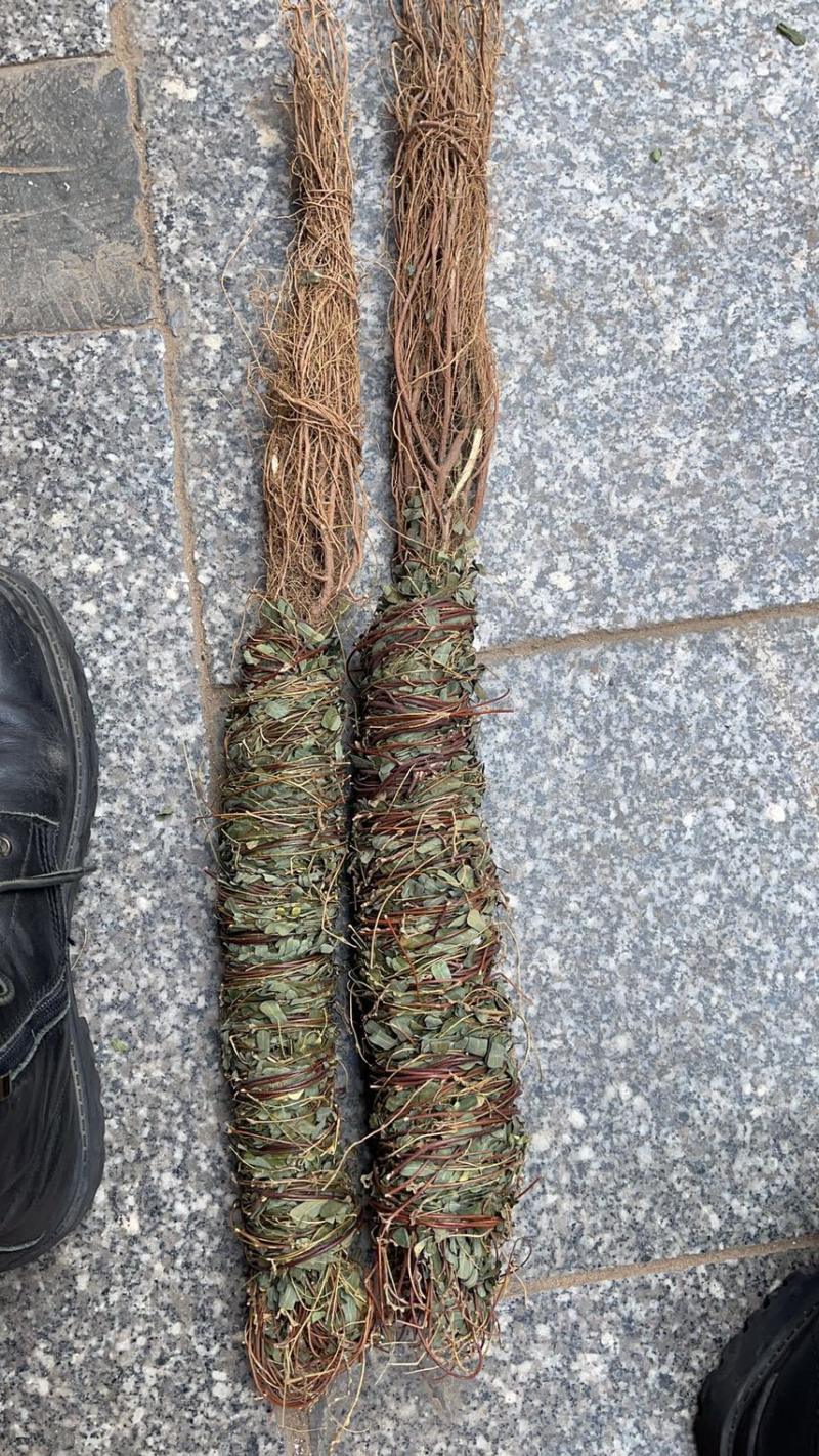 正宗带根部小叶野生鸡骨草，颜色好，非常漂亮，香味十足，