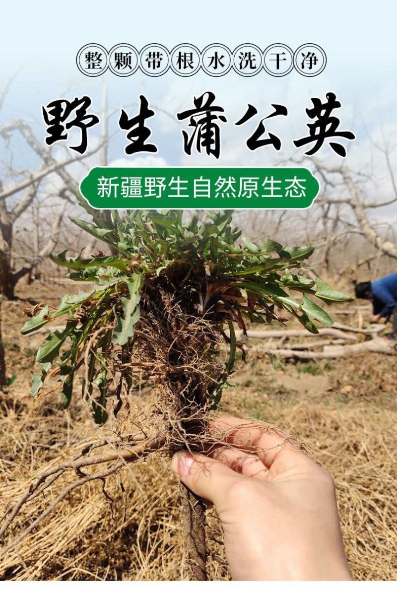 野生新款无糖整株叶花新疆干货蒲公英茶中草药现挖现发婆婆丁