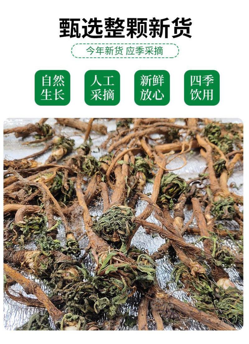 野生新款无糖整株叶花新疆干货蒲公英茶中草药现挖现发婆婆丁