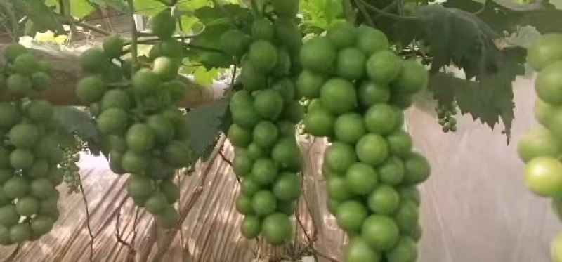 乒乓球葡萄产地直供货源充足质量有保证