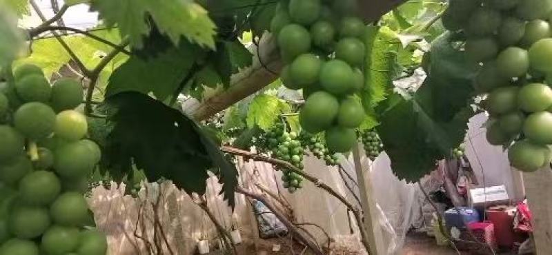 乒乓球葡萄产地直供货源充足质量有保证