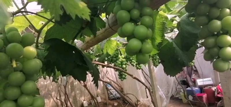 乒乓球葡萄产地直供货源充足质量有保证