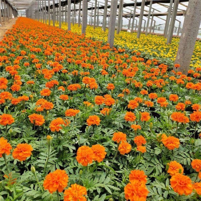 孔雀草基地直发孔雀草规格齐全大量供应