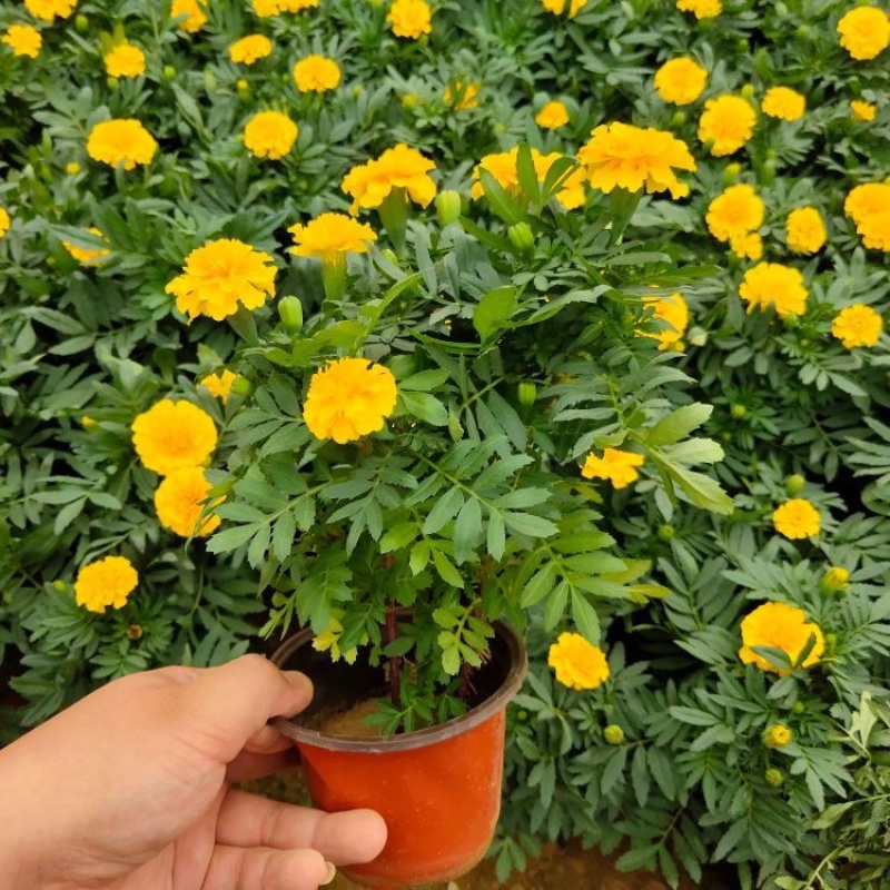 孔雀草基地直发孔雀草规格齐全大量供应