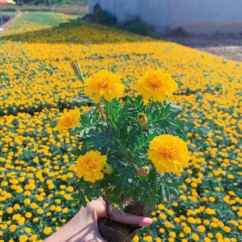 孔雀草基地直发孔雀草规格齐全大量供应