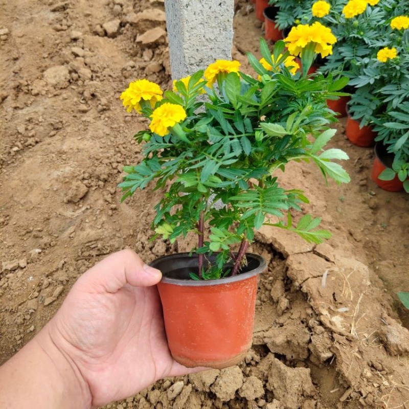 孔雀草基地直发孔雀草规格齐全大量供应