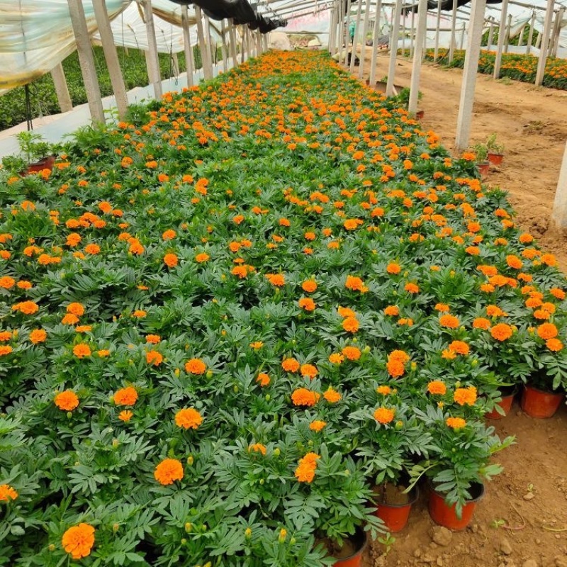 孔雀草基地直发孔雀草规格齐全大量供应