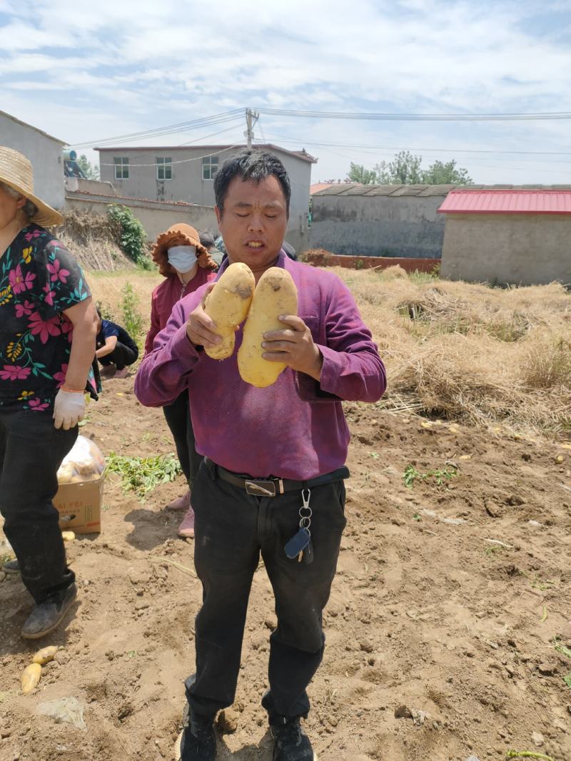 新沃土5号，土豆荷兰十五，806等都是黄心的，一手货源。