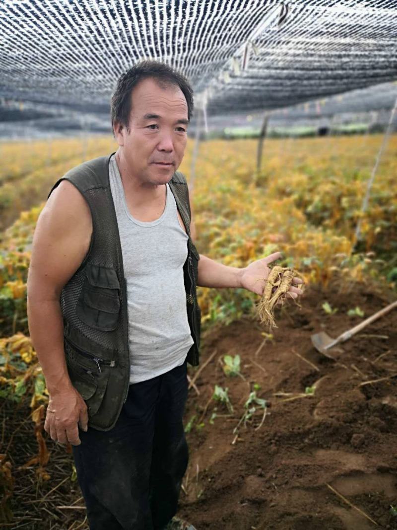 山东文登西洋参硬枝统货参农直销无硫纯干一件代发包邮