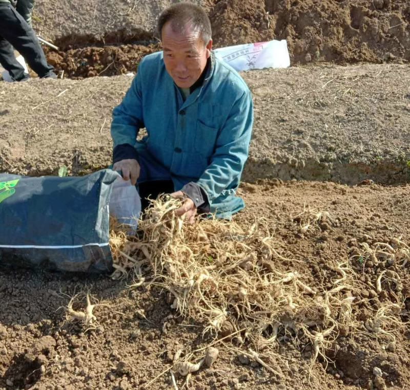 山东文登西洋参硬枝统货参农直销无硫纯干一件代发包邮