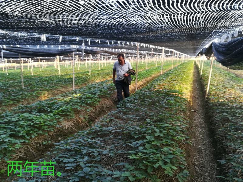山东文登西洋参硬枝统货参农直销无硫纯干一件代发包邮