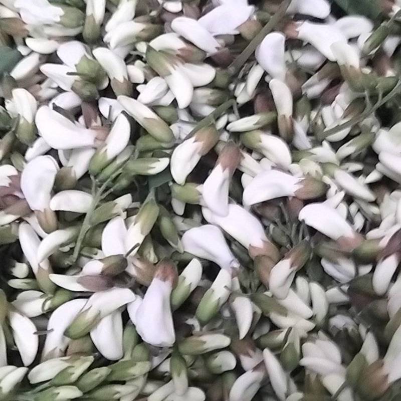 洋槐花，日产3万斤，现摘现发，加冰保鲜，冷藏车发货