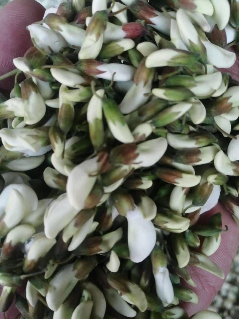 洋槐花，日产3万斤，现摘现发，加冰保鲜，冷藏车发货