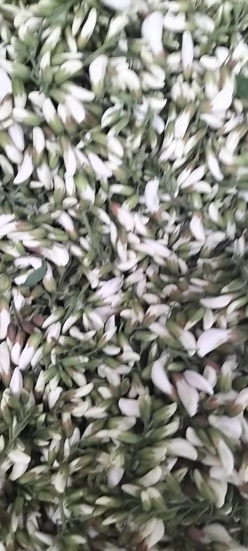 洋槐花，日产3万斤，现摘现发，加冰保鲜，冷藏车发货