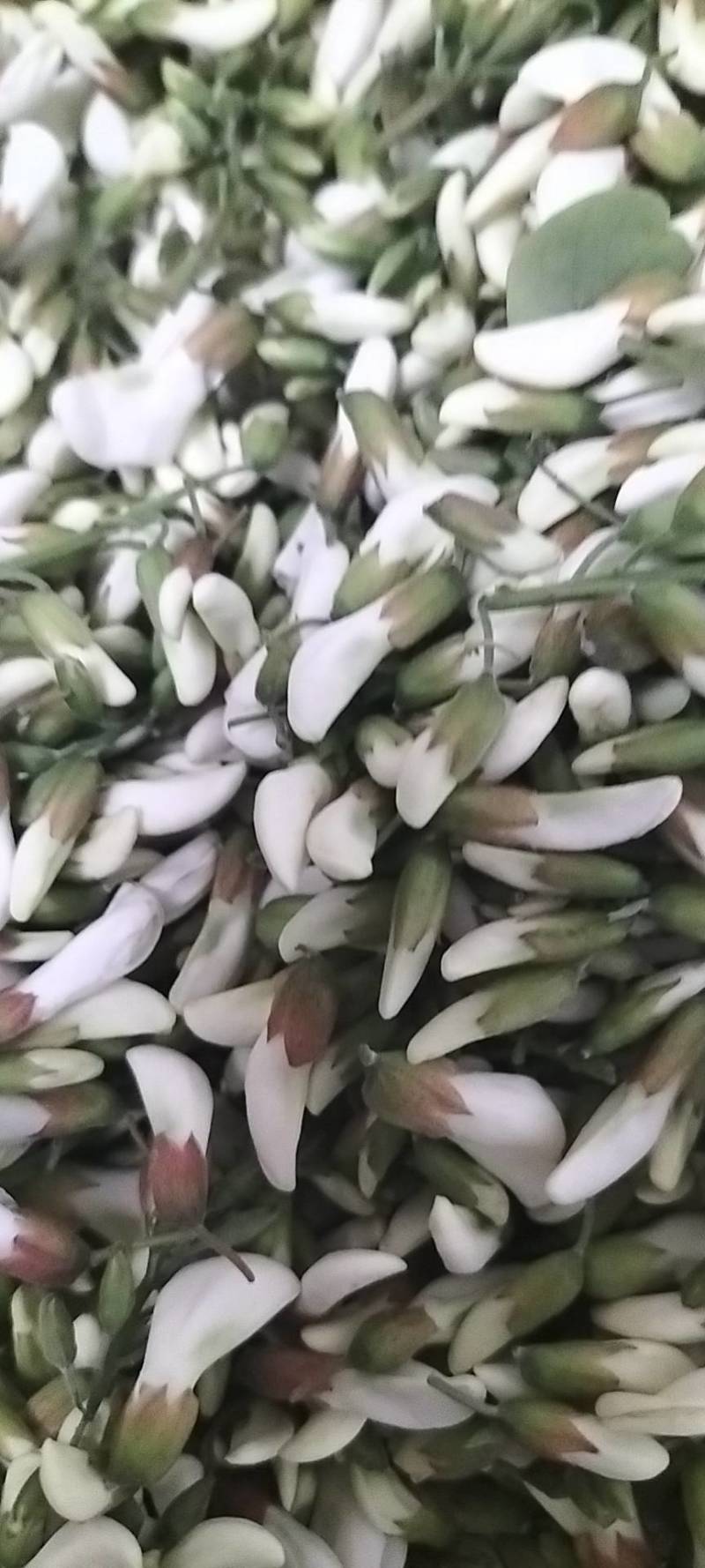 洋槐花，日产3万斤，现摘现发，加冰保鲜，冷藏车发货