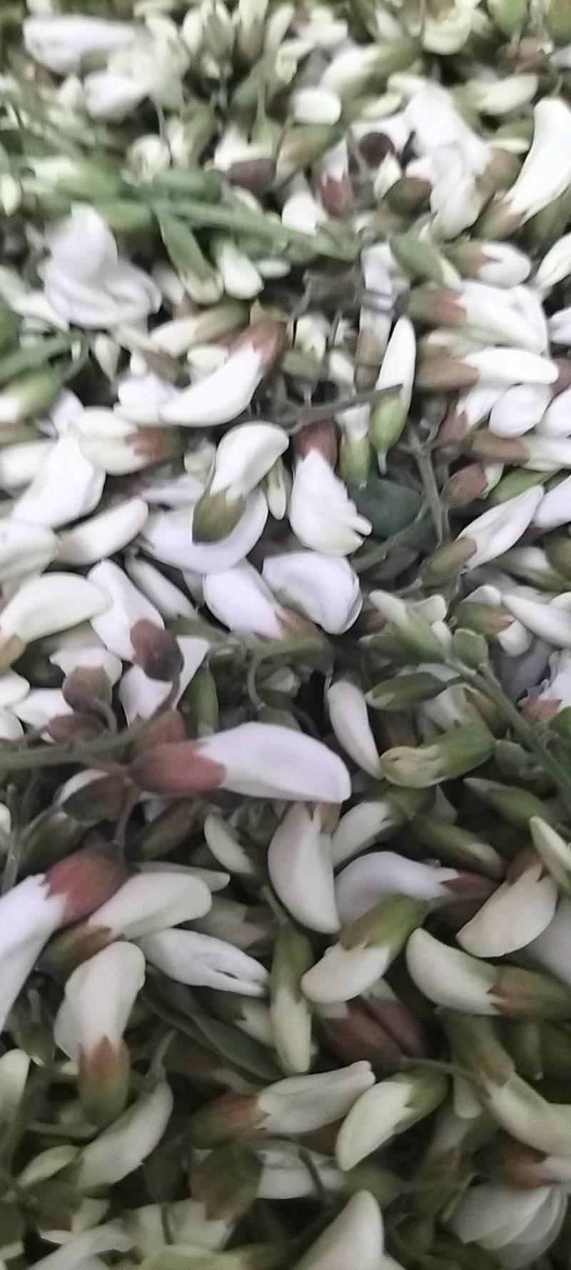 洋槐花，日产3万斤，现摘现发，加冰保鲜，冷藏车发货